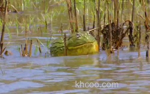 非洲牛蛙_1