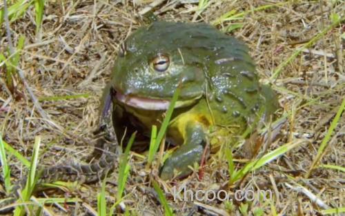 非洲牛蛙_3