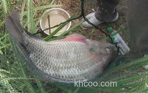 黑坑钓罗非鱼_3