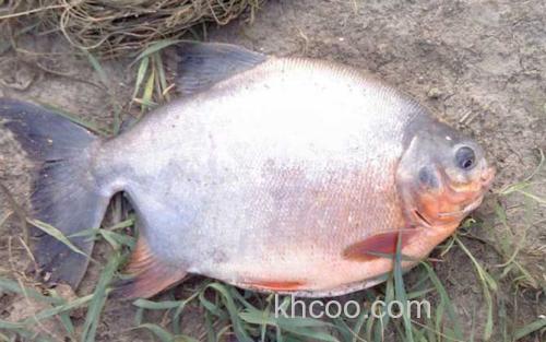 淡水白鲳_4