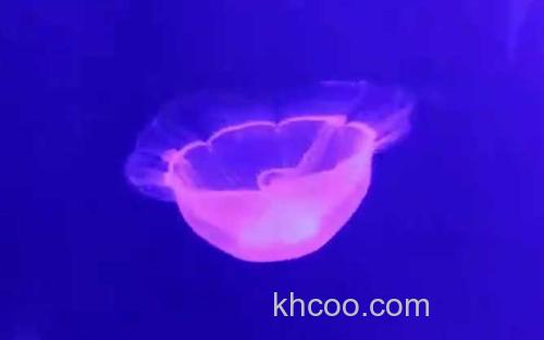 水母_0