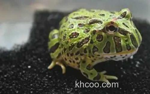南美角蛙_0