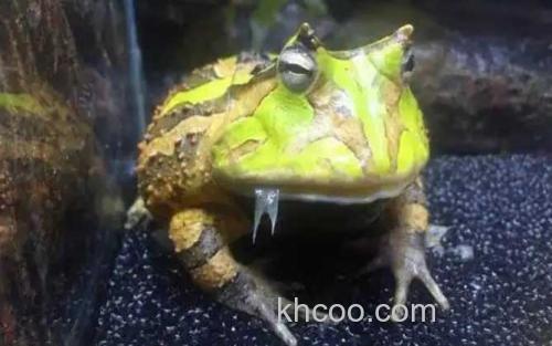 南美角蛙_3