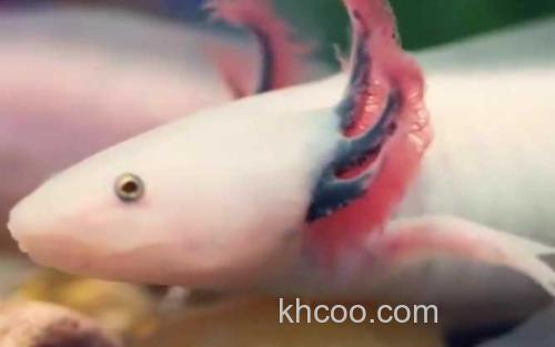 墨西哥钝口螈_1