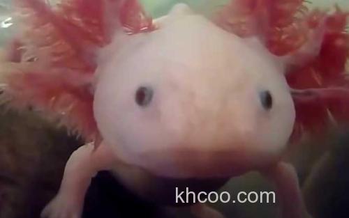 墨西哥钝口螈_2