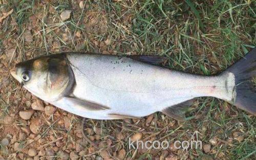 鳙鱼_0