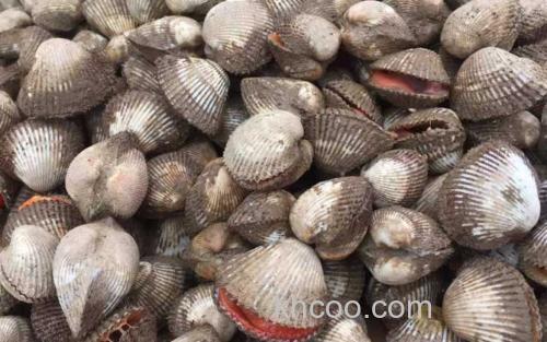 毛蚶_1