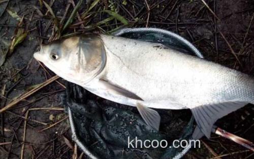 鳙鱼_0