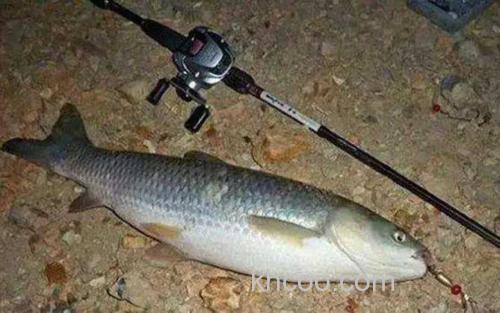 钓草鱼_3