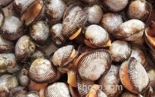 麻蛤_1
