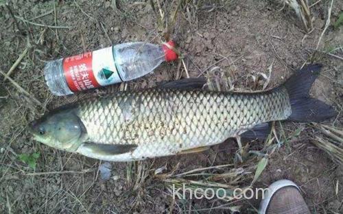 草鱼钓法_4