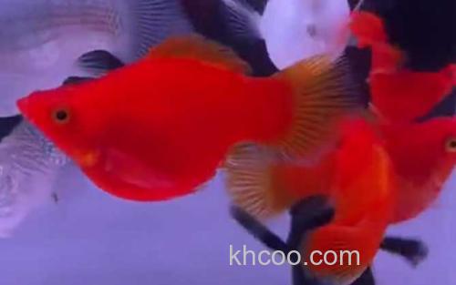 红玛丽鱼_2