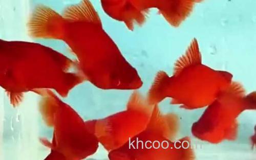 红玛丽鱼_3