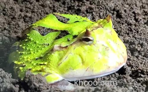 绿角蛙_0