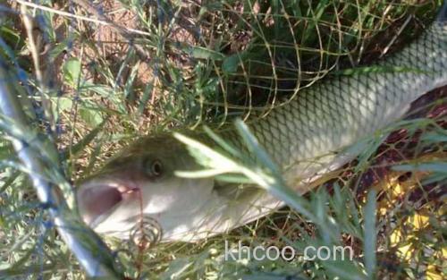 钓草鱼_0