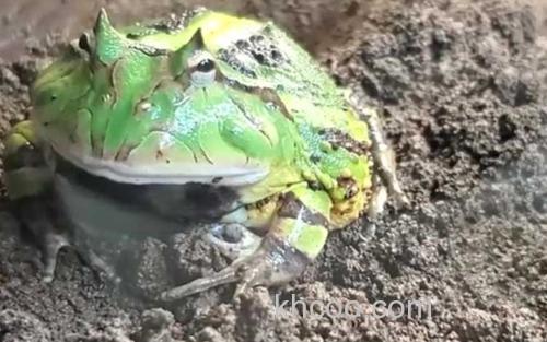 绿角蛙_3
