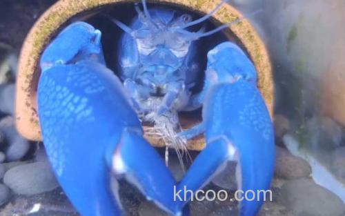 蓝魔虾_2