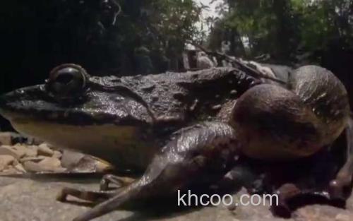 喀麦隆巨蛙_0