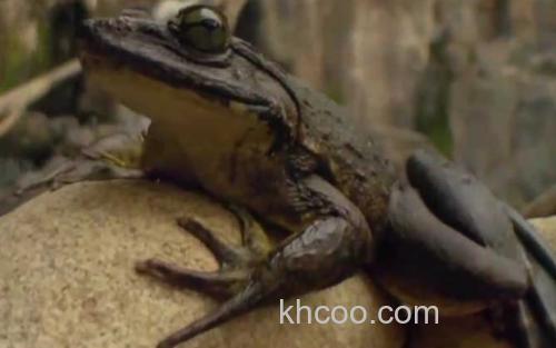 喀麦隆巨蛙_2