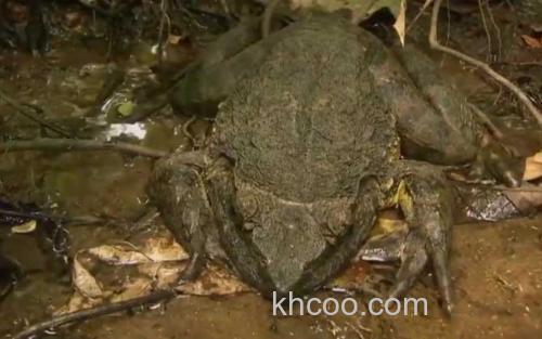 喀麦隆巨蛙_3