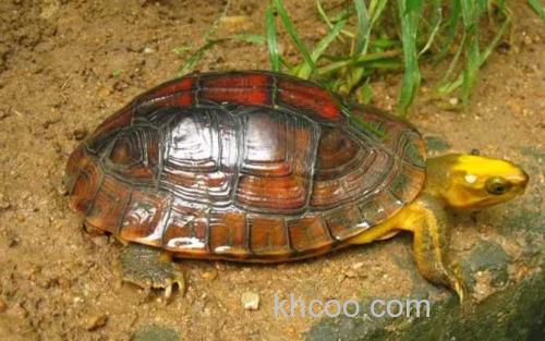 金头闭壳龟_1