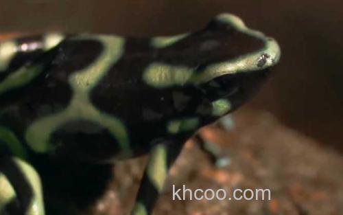 箭毒蛙_1
