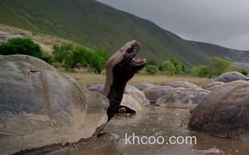 加拉帕戈斯象龟_1