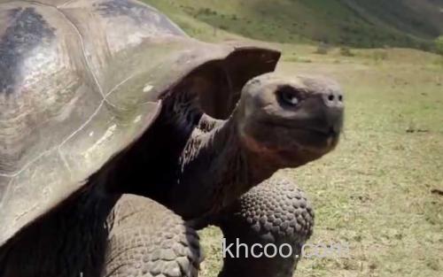 加拉帕戈斯象龟_2