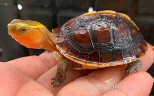 黄缘闭壳龟_0