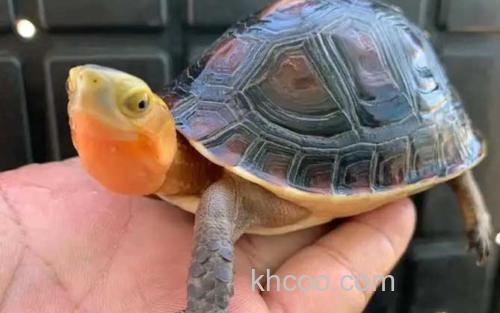 黄缘闭壳龟_3