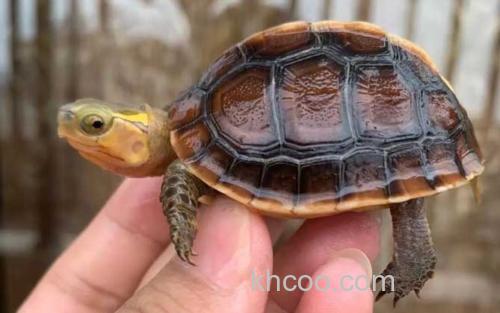 黄缘闭壳龟_2