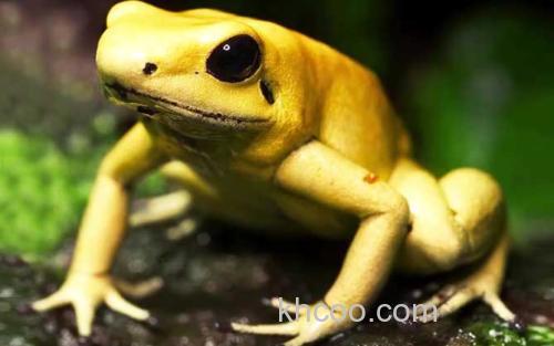 黄金箭毒蛙_0