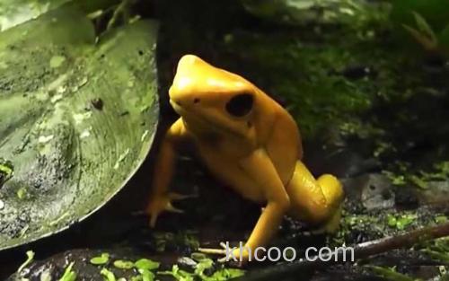 黄金箭毒蛙_3