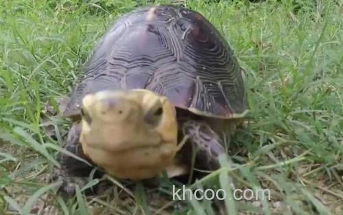 黄额闭壳龟_1
