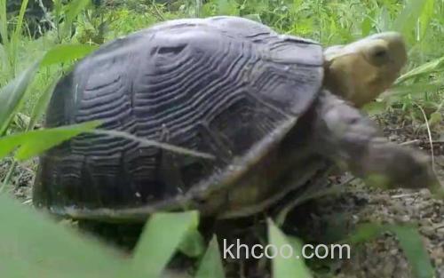 黄额闭壳龟_2