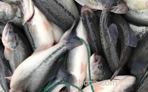 淡水鲈鱼_0