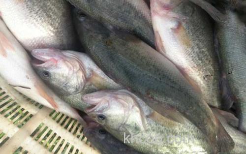 淡水鲈鱼_1