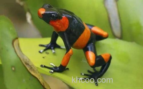 红带箭毒蛙_3