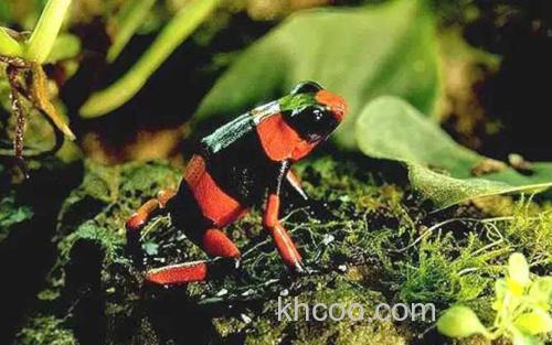 红带箭毒蛙_2