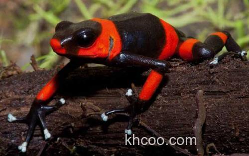 红带箭毒蛙_1