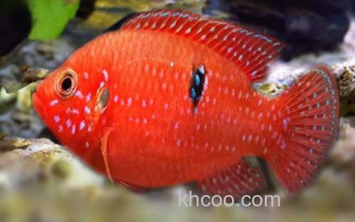 红宝石鱼_0