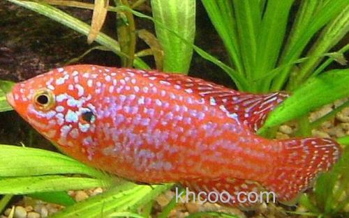红宝石鱼_1