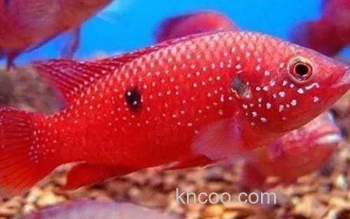 红宝石鱼_3