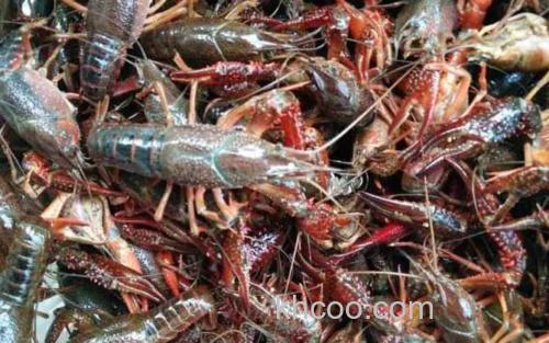 小龙虾_2