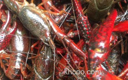 龙虾_3