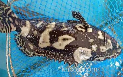 珍珠龙胆石斑鱼_3