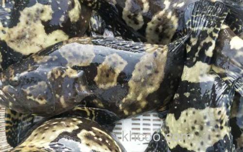 珍珠龙胆石斑鱼_0