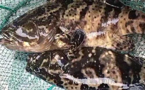 珍珠龙胆石斑鱼_1