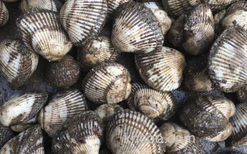 蚶子_0