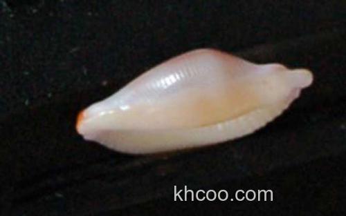 海兔螺_0